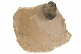 Enrolled Crotalocephalina Trilobite - Lghaft, Morocco #186741-1